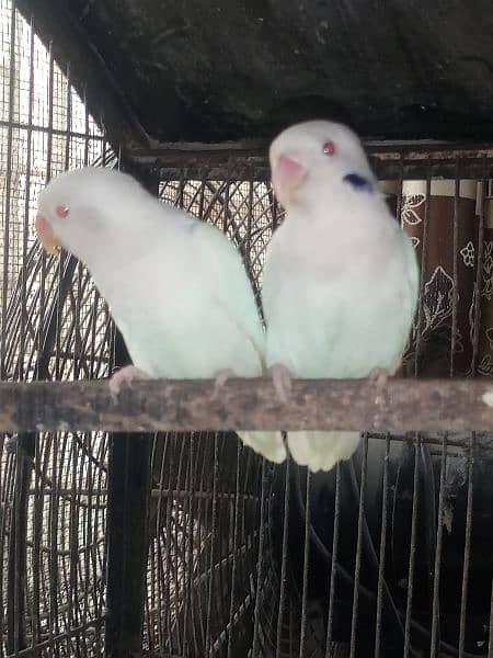 Albino Red Eye Breeding pair 0313/333/6614 3