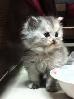 Olx hot sale munchkin cat