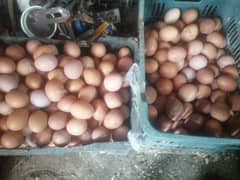desi un fertile eggs for sale 350 per dozen.