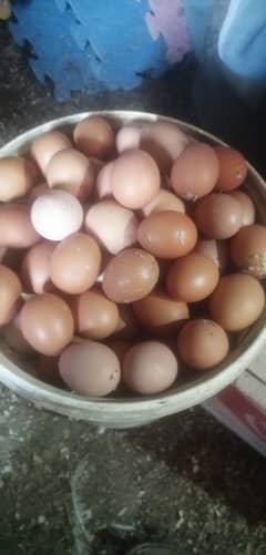 lohmann brown un fertile desi eggs