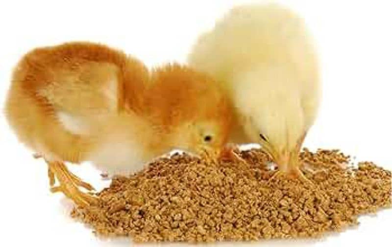 poultry feed and wanda 5