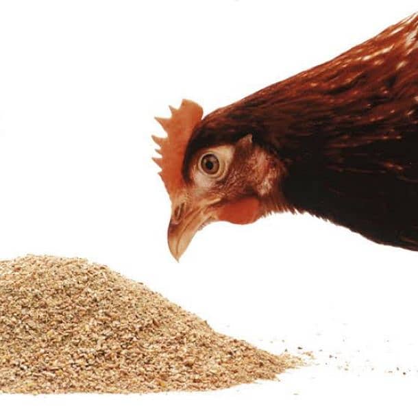 poultry feed and wanda 2
