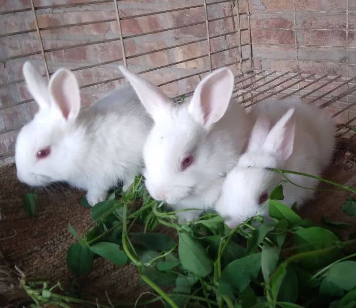 Rabbit White Angora-like, other Red Eye White, Grey/White, Brown/White 12