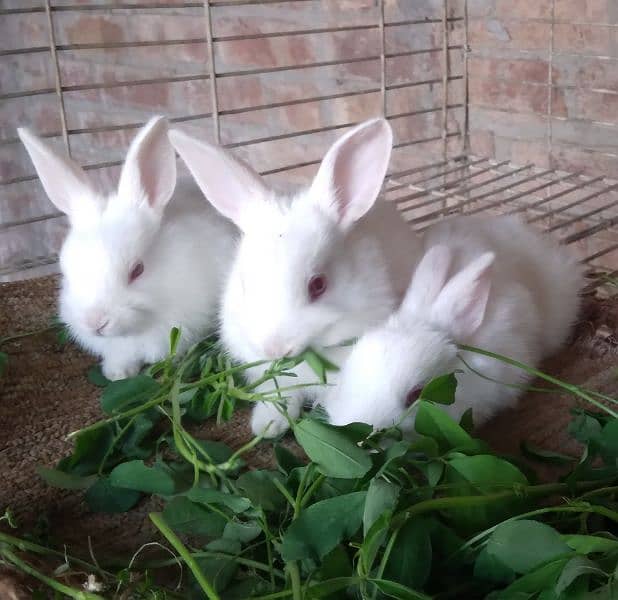 Rabbit White Angora-like, other Red Eye White, Grey/White, Brown/White 3