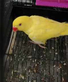 Yellow Ringneck BREEDER Female Available For Sale.