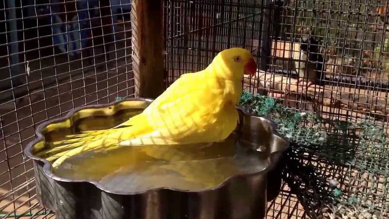 Yellow Ringneck BREEDER Female Available For Sale. 2