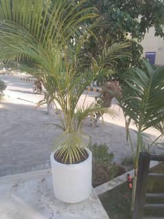 arica palm for sale