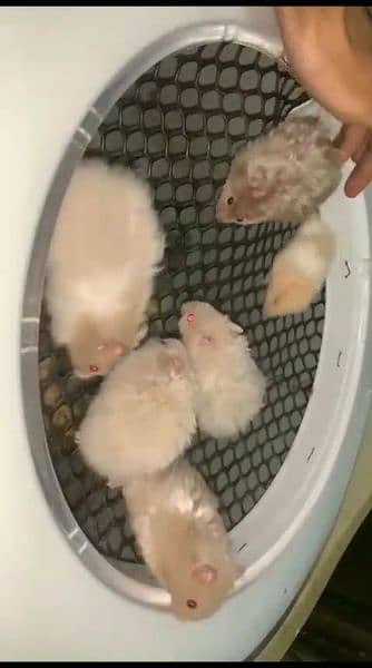 pure Syrian hamster tame and trained 5
