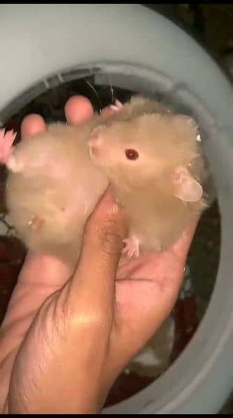 pure Syrian hamster tame and trained 6