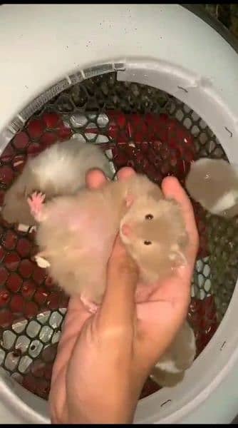 pure Syrian hamster tame and trained 7