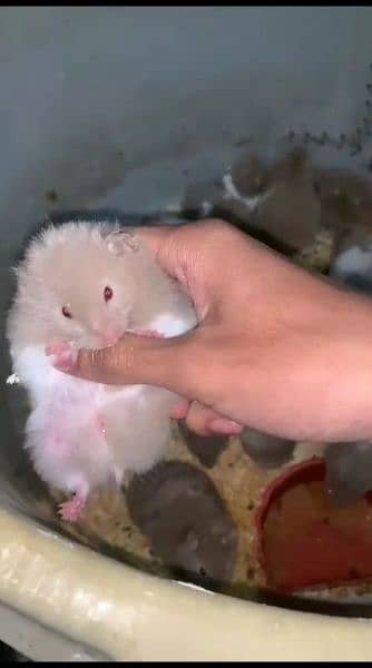 pure Syrian hamster tame and trained 2