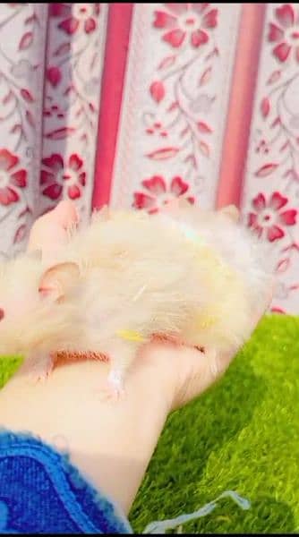 pure Syrian hamster tame and trained 4