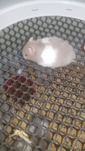 pure Syrian hamster tame and trained 8