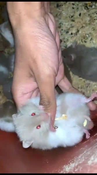 pure Syrian hamster tame and trained 9