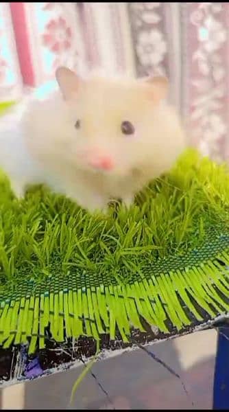 pure Syrian hamster tame and trained 10