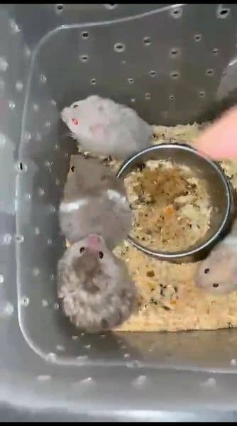 pure Syrian hamster tame and trained 11