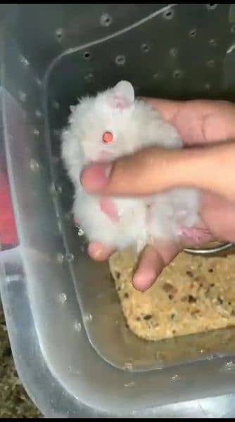 pure Syrian hamster tame and trained 12