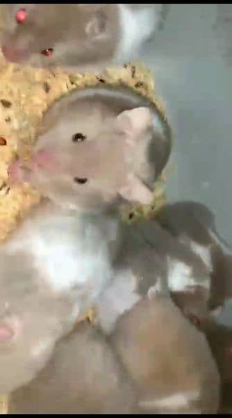 pure Syrian hamster tame and trained 13