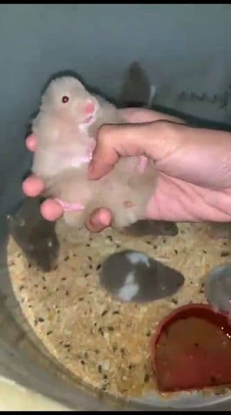 pure Syrian hamster tame and trained 14