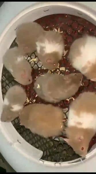 pure Syrian hamster tame and trained 15
