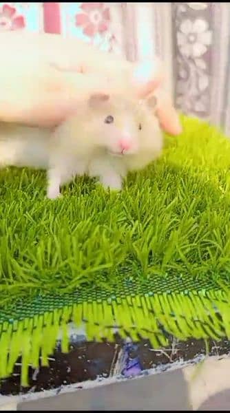 pure Syrian hamster tame and trained 16
