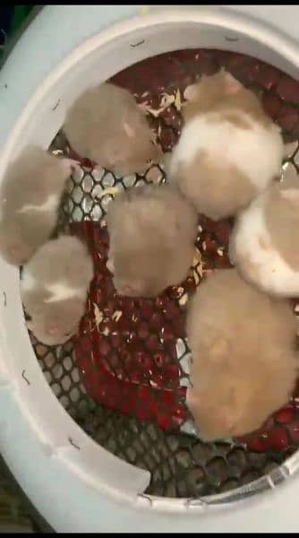 pure Syrian hamster tame and trained 17
