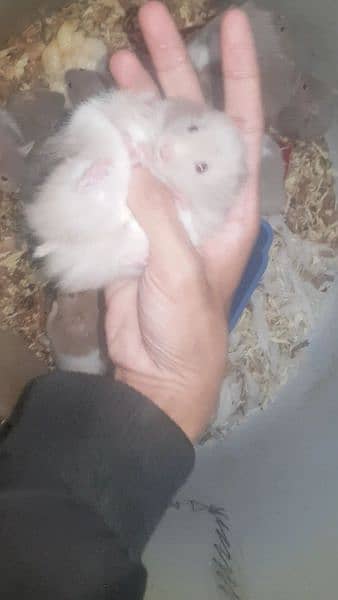 pure Syrian hamster tame and trained 18