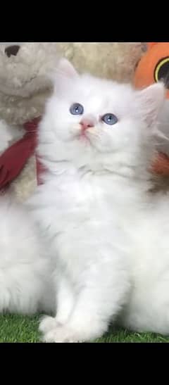 Cats For in Pakistan, Free classifieds in Pakistan | OLX Pakistan