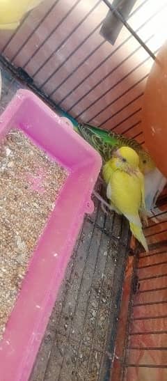 Budgerigar/Australian Parrots for sale