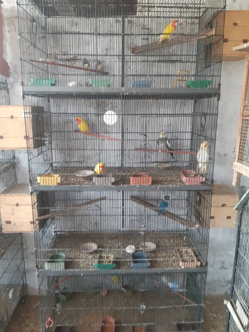 Cockatiel and hogromo setup with cages 3