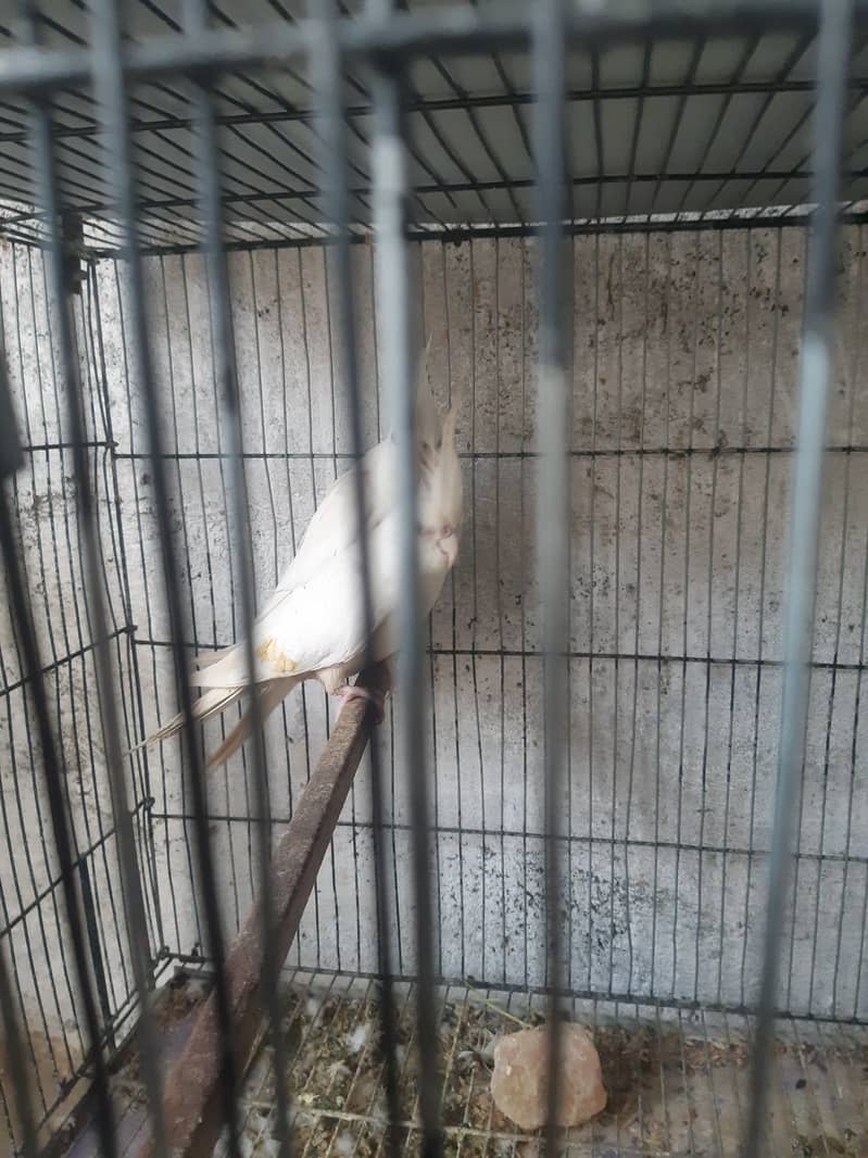 Cockatiel and hogromo setup with cages 4