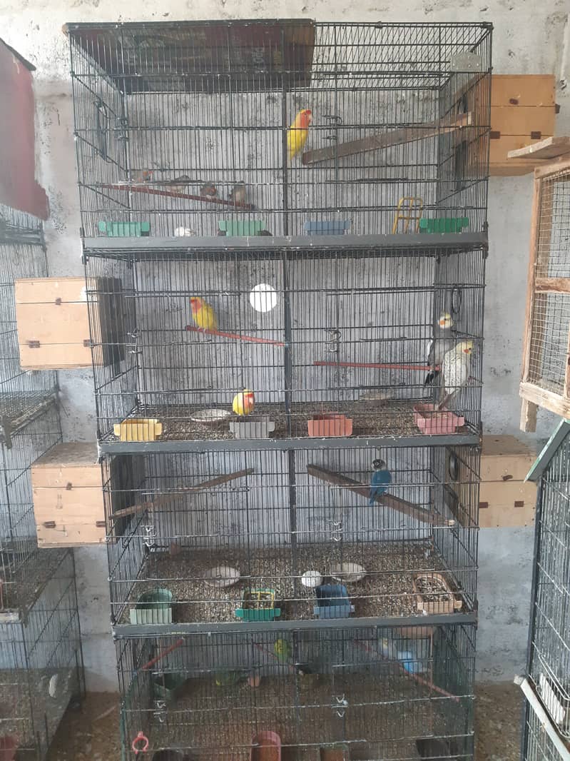 Cockatiel and hogromo setup with cages 6