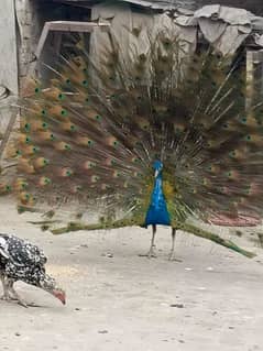 selling peacock urgently 0