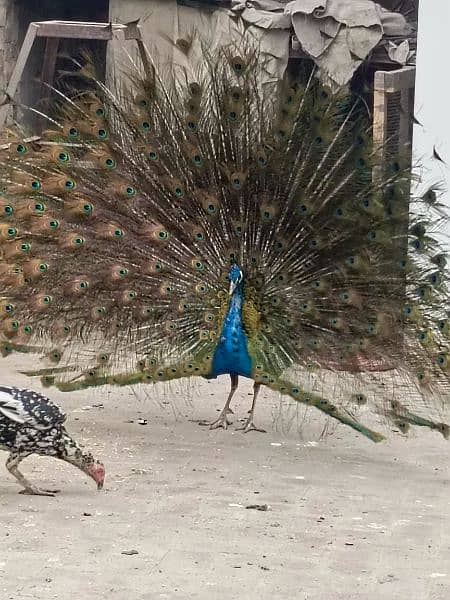 selling peacock 1