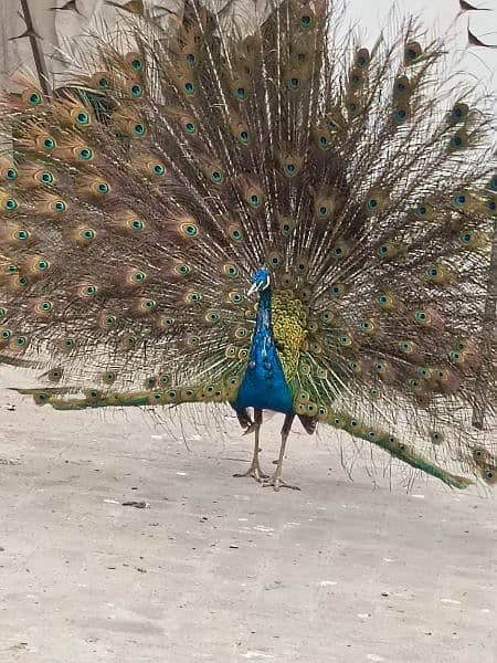 selling peacock urgently 2