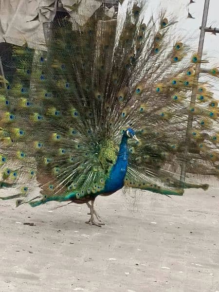 selling peacock urgently 3