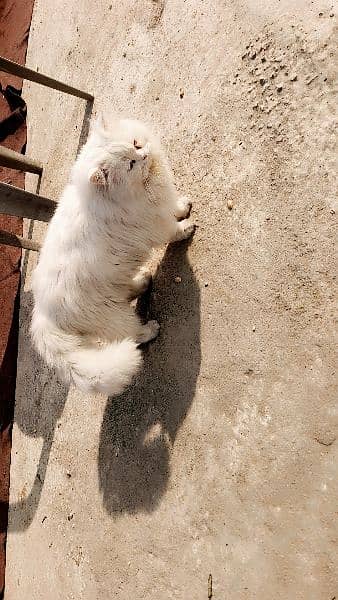 Persian Kittens / Persian Cat Babies / cat for sale 9
