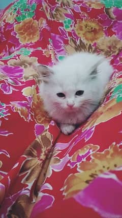 Russian cat hot sale olx