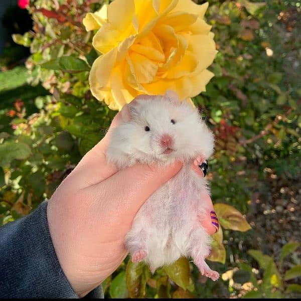 long fur hamsters availablee 1