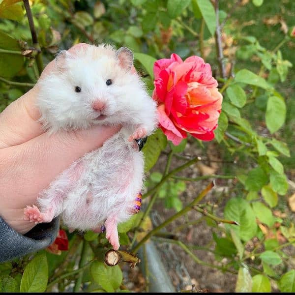 long fur hamsters availablee 2