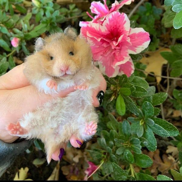 long fur hamsters availablee 3