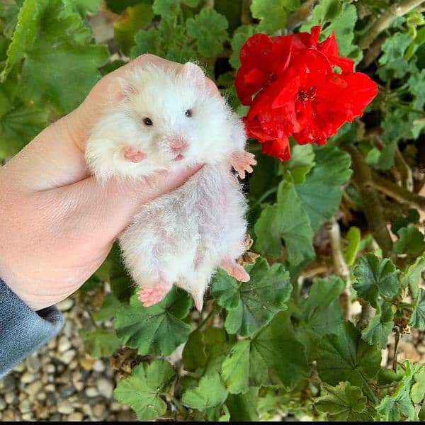 long fur hamsters availablee 4