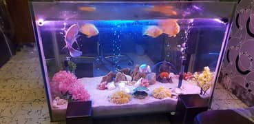 40"×20" levish aquarium for sale