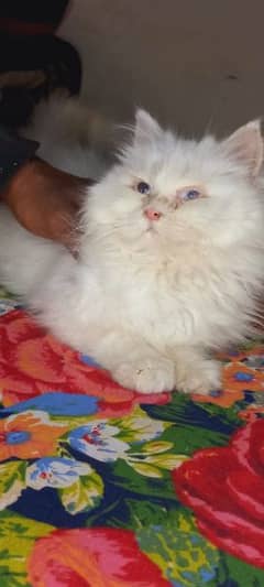 Olx 2024 cat sale