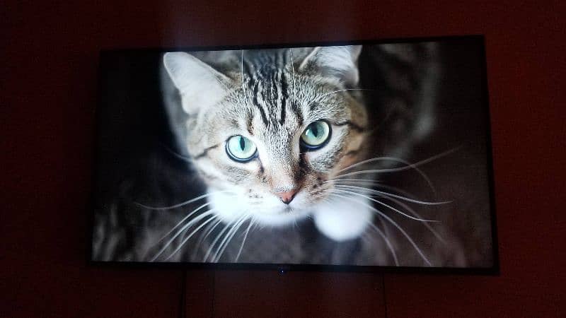 Big Size LED TV Android for Sale in Lahore 7