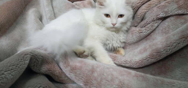 persion kitten cute and washroom trained 0
