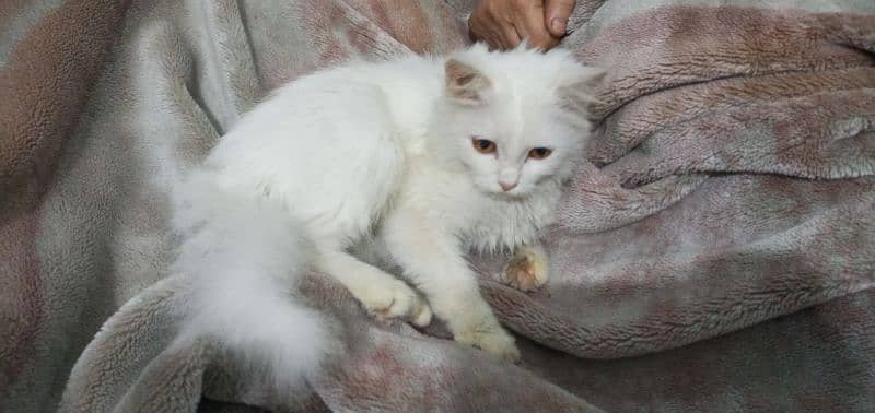 persion kitten cute and washroom trained 1