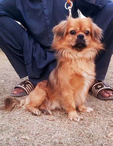 moltes male 12 manth family dog for sale