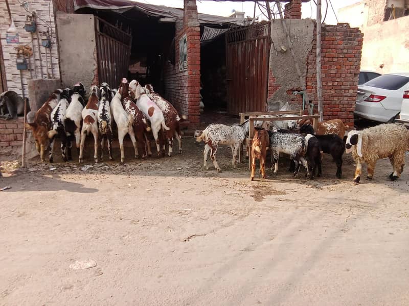 Goat For sale / Bakra / Sheep / 1000 per kg zinda / meat 1