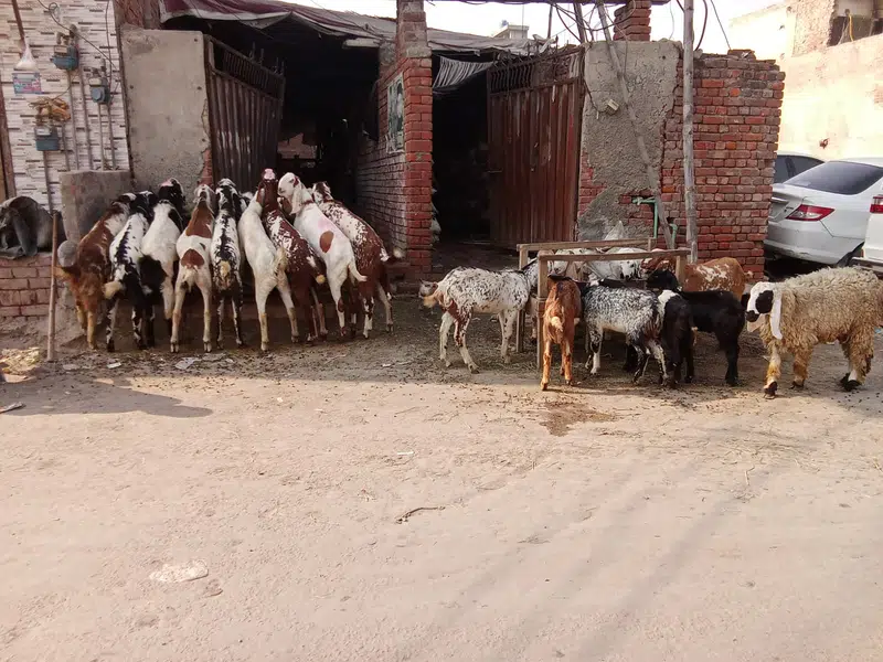 Goat For sale / Bakra / Sheep / 1400 per kg zinda / meat — photo 2